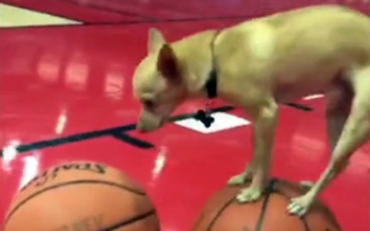 Σκύλος κάνει απίθανο κόλπο ισορροπίας με μπάλες μπάσκετ