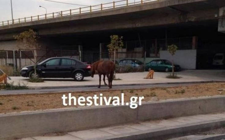 Άλογο έκοβε βόλτες σε δρόμο της Θεσσαλονίκης