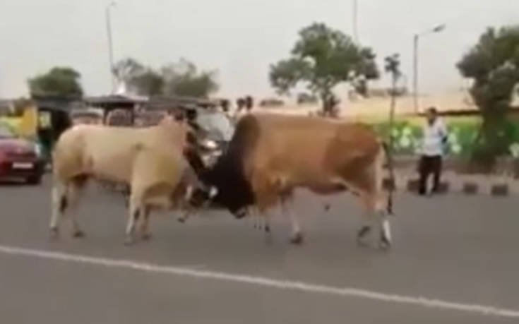 Δυο ταύροι τσακώνονται στον δρόμο, τα κάνουν όλα… γυαλιά-καρφιά