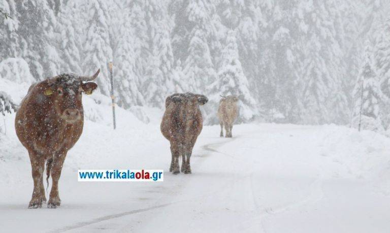 Αγελάδες τρώνε το αλάτι που ρίχνουν τα εκχιονιστικά στα Τρίκαλα