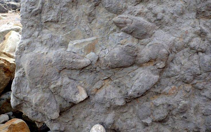 Βρέθηκαν πατημασιές δεινοσαύρων ηλικίας 100 εκατομμυρίων ετών