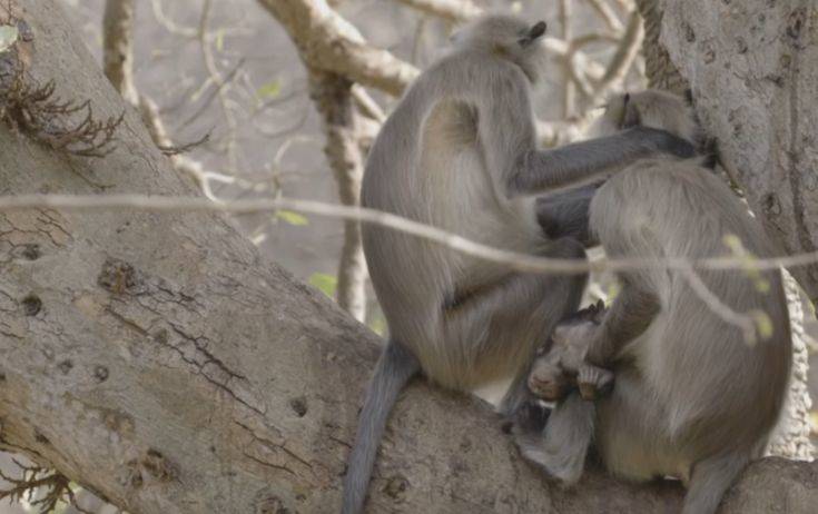 Η σπαρακτική στιγμή με μαμά πίθηκο να κρατά το νεκρό μωρό της σφιχτά στην αγκαλιά