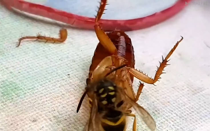 Λυσσαλέα μάχη σφήκας με κατσαρίδα πάνω σε… τραπέζι κουζίνας