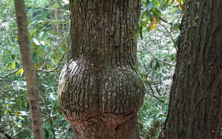 Δέντρα που μοιάζουν με κάτι άλλο