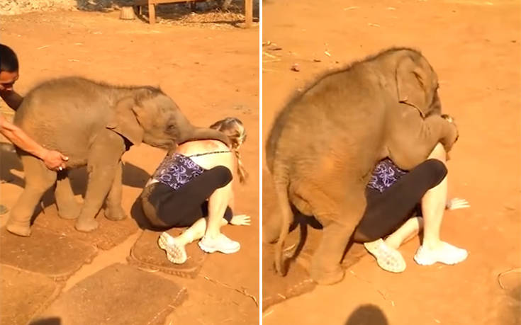 Τόσο την αγάπησε την τουρίστρια το ελεφαντάκι που δεν την άφηνε να φύγει