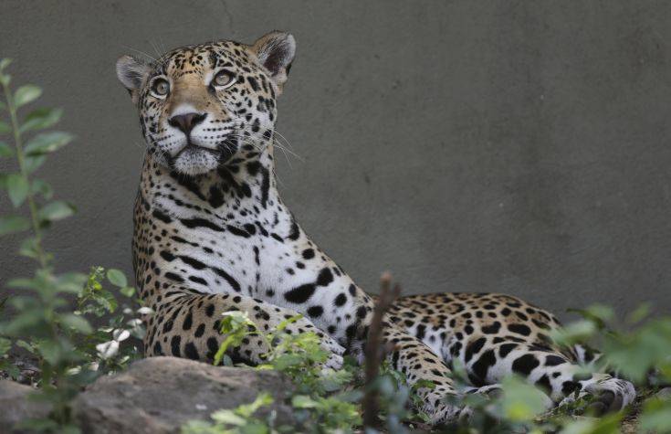Σκότωσαν δύο τζάγκουαρ που δραπέτευσαν από το Αττικό Ζωολογικό Πάρκο
