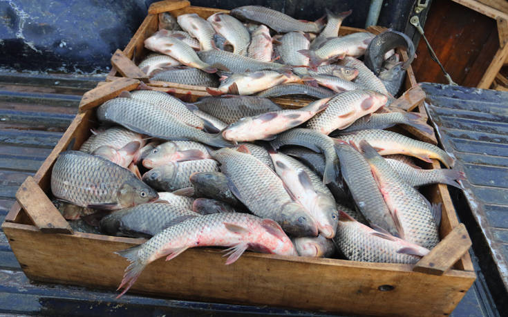 Κατασχέθηκαν 80 κιλά ψαριών από λαϊκή αγορά του Πειραιά