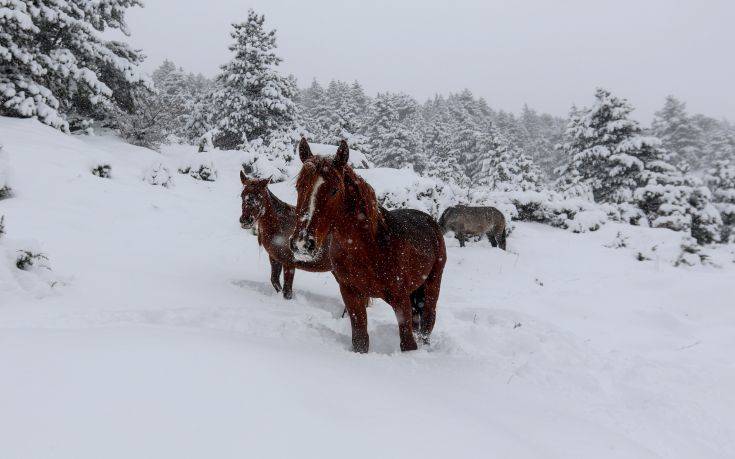 Άγρια άλογα στα χιονισμένα βουνά