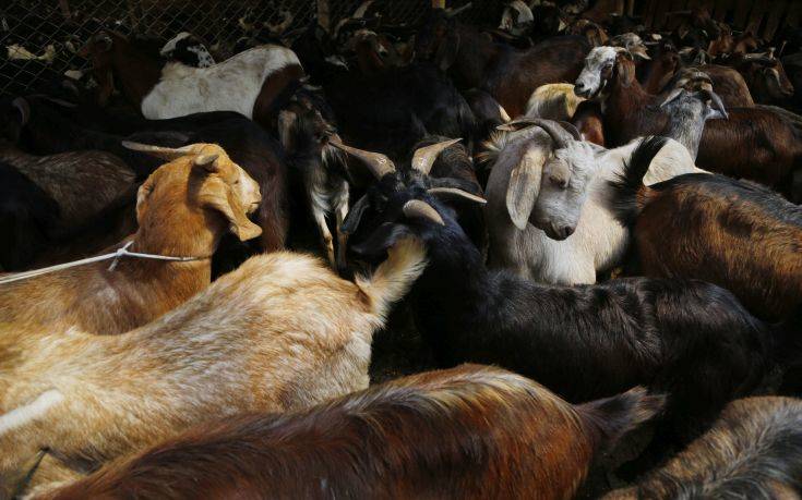 Τον έπιασαν για κτηνοβασία, αλλά εκείνος είπε ότι το έκανε «με την άδεια της κατσίκας»