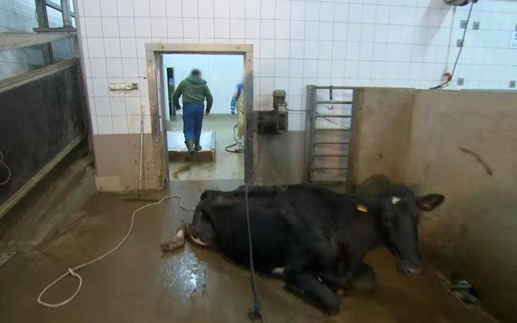 Σκότωναν άρρωστες αγελάδες και πουλούσαν το κρέας τους για ανθρώπινη κατανάλωση