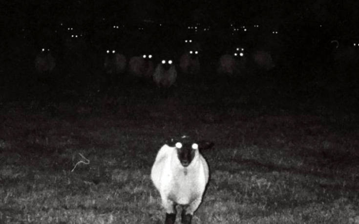 Πόσο… τρομακτικά μπορεί να γίνουν τα πρόβατα το βράδυ;