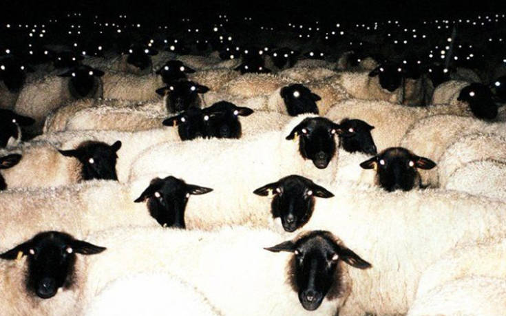 Πόσο&#8230; τρομακτικά μπορεί να γίνουν τα πρόβατα το βράδυ;