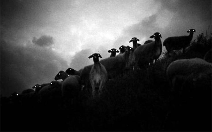 Πόσο… τρομακτικά μπορεί να γίνουν τα πρόβατα το βράδυ;