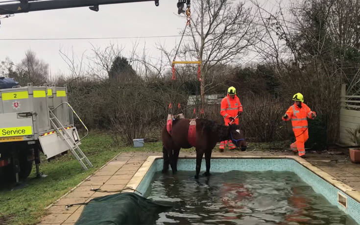 Άσχημη Πρωτοχρονιά πέρασε άλογο που έπεσε σε πισίνα