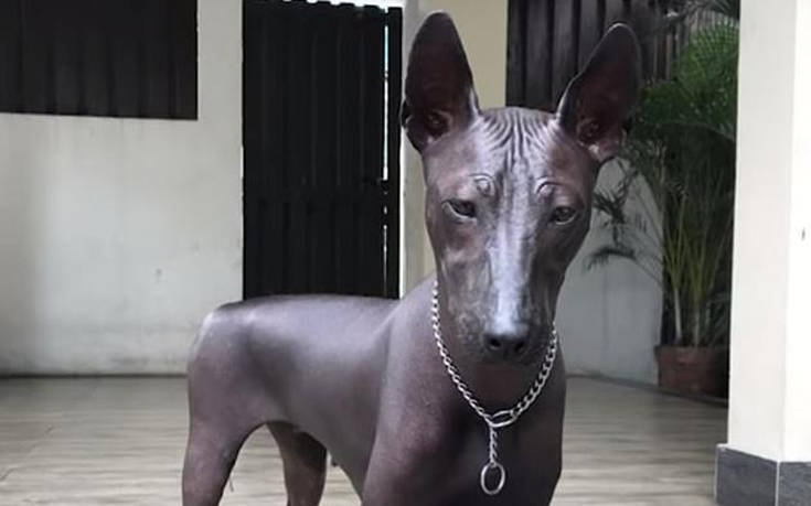 Άγαλμα ή σκύλος;