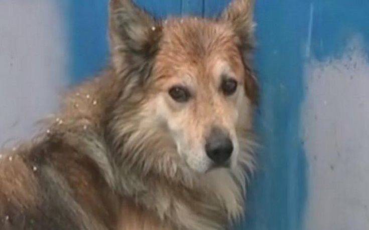 Ο σκύλος της 29χρονης που δολοφονήθηκε από τον πατέρα της, την περιμένει στην πόρτα