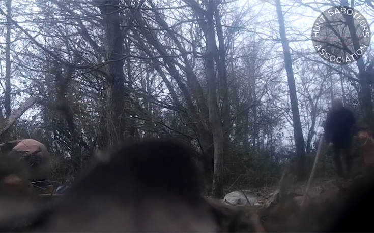 Έπιασαν αλεπού σε παγίδα για να την κυνηγήσουν τα σκυλιά