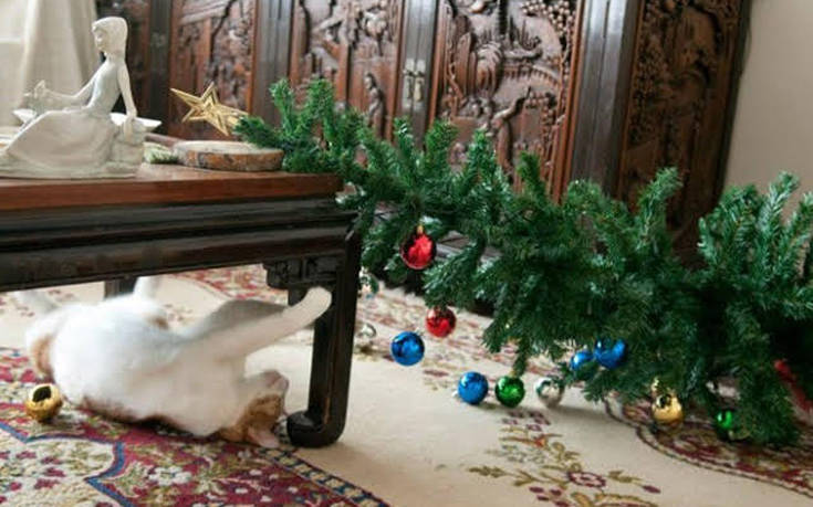 Κατοικίδια που βιάζονται να ξεστολίσουν το χριστουγεννιάτικο δέντρο