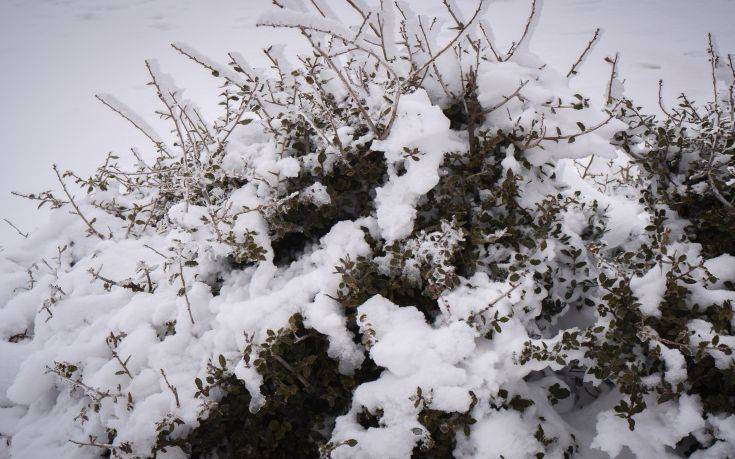 Κακοκαιρία Ζηνοβία: Ξεκίνησε η επέλαση του χιονιά στη Φθιώτιδα