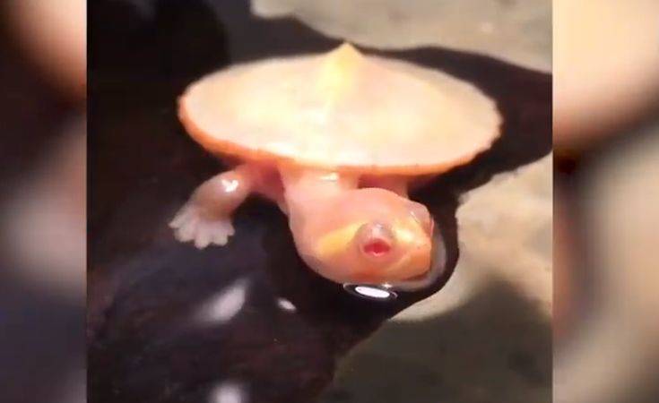 Το χελωνάκι που έχει την καρδιά… έξω από το σώμα