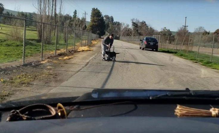 Η αλήθεια γύρω από το βίντεο με την εγκατάλειψη ενός σκύλου από τον «ιδιοκτήτη» του