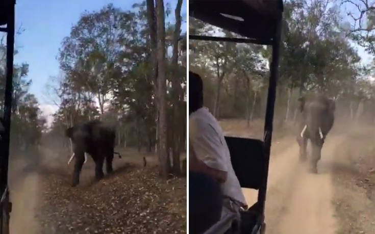 Εξαγριώθηκε με τους τουρίστες ο ελέφαντας και τους πήρε στο κυνήγι