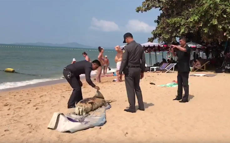 «Μυστηριώδες» χαρακτηρίστηκε το πλάσμα που ξεβράστηκε σε παραλία της Ταϊλάνδης