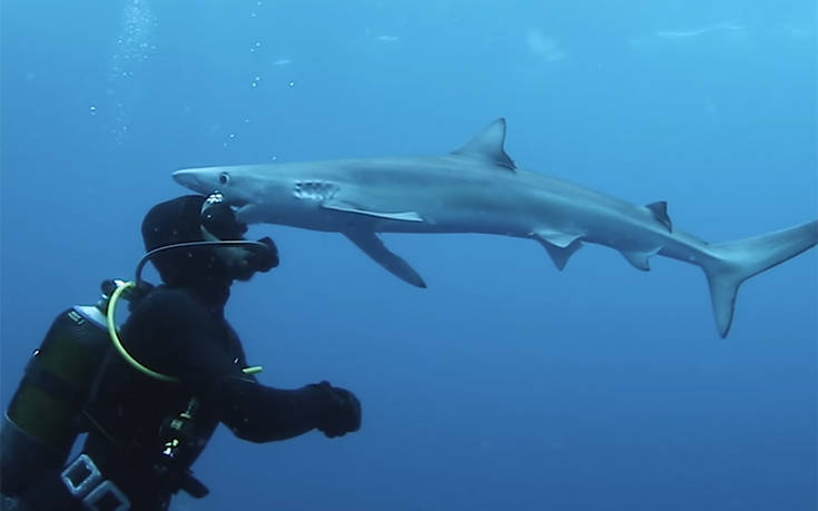 Εκεί που κολυμπούσε, ήρθε ο καρχαρίας και τον… φίλησε