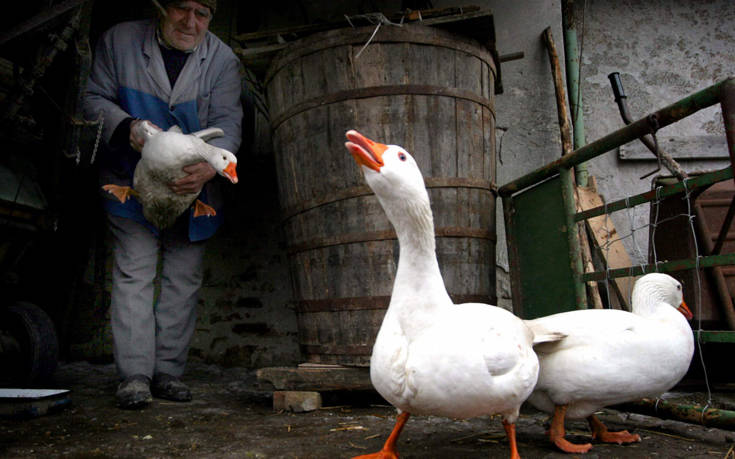 Ευθανασία 12.000 πουλερικών σε χωριό της Βουλγαρίας