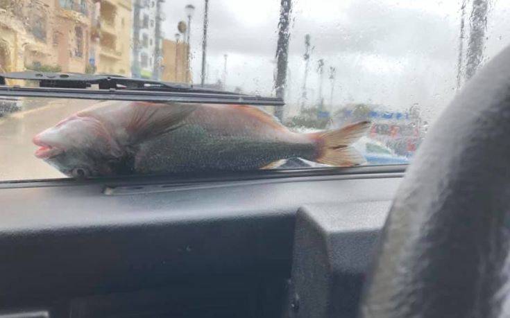 Τα από μηχανής… ψάρια κατέληξαν στα παρμπρίζ
