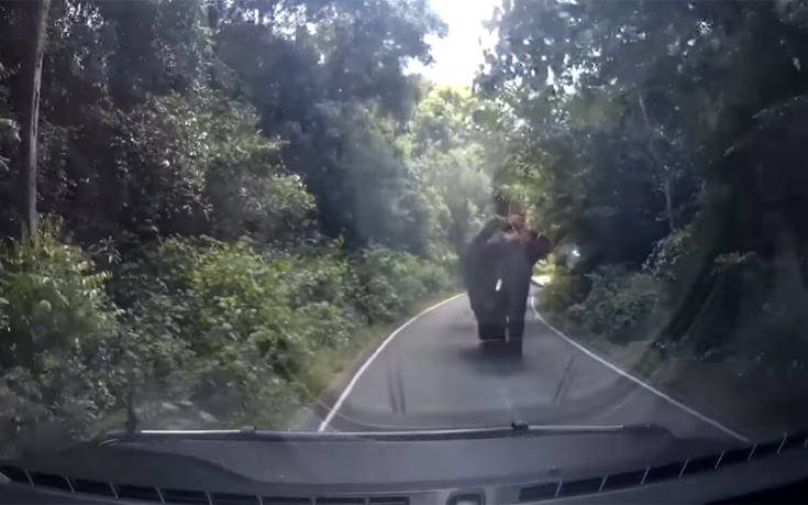 Ένας ελέφαντας του έκοψε τον δρόμο και τον ανάγκασε σε… όπισθεν
