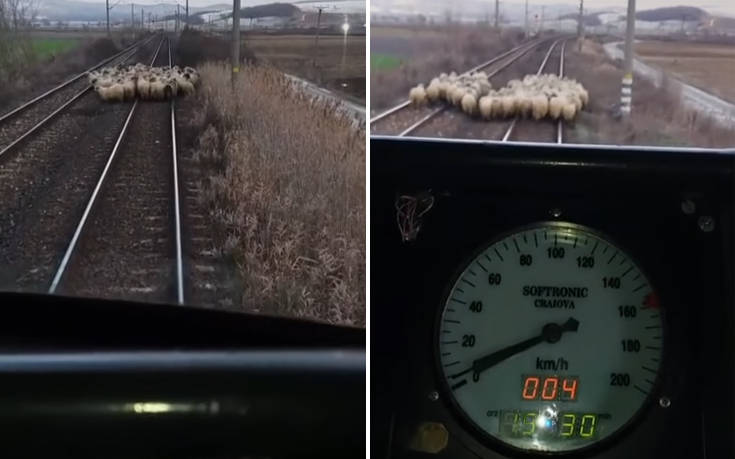 Σκούρα τα βρήκε ο οδηγός του τρένου με τα… επίμονα πρόβατα