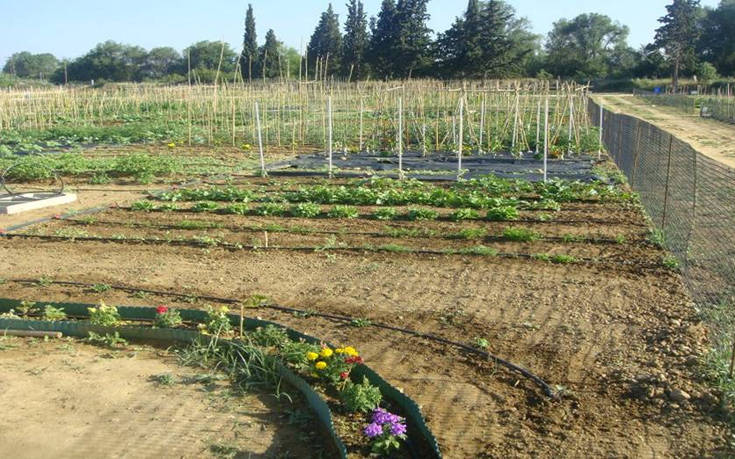 Φτιάξε το δικό σου λαχανόκηπο με τη βοήθεια του ΑΠΘ