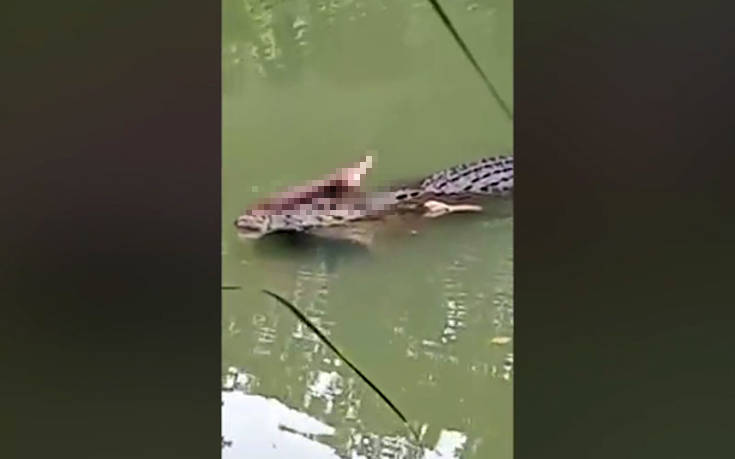 Κροκόδειλος ξεπροβάλει από το νερό και έχει στο στόμα του κάτι πολύ μακάβριο