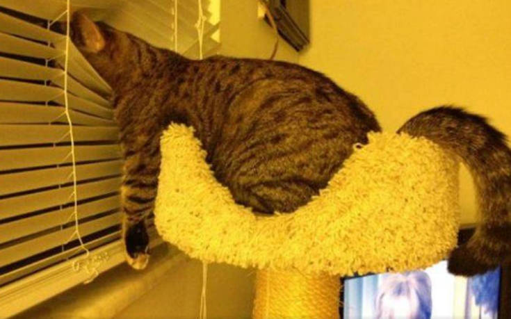 Γάτες που κοιμούνται όπου βρουν