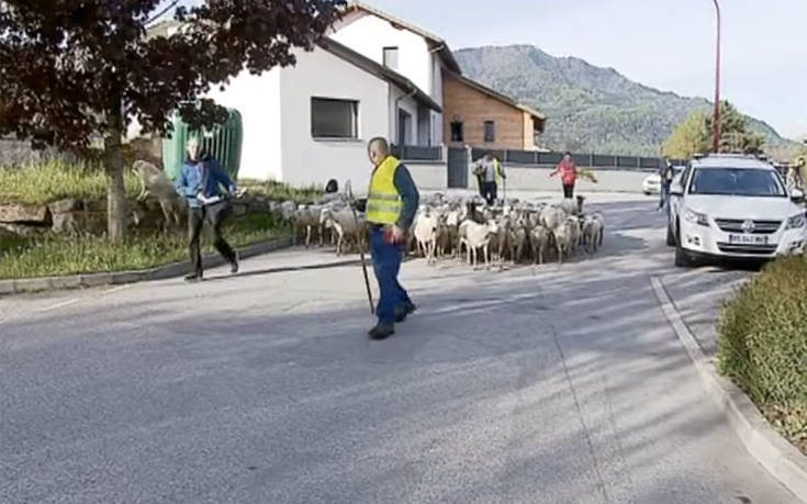 Σχολείο έγραψε ως νέους μαθητές 15… αρνάκια