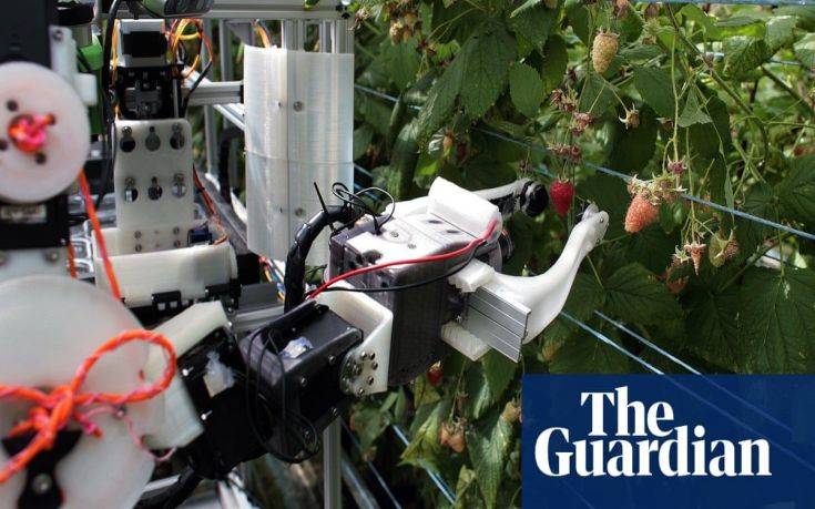 To πρώτο στον κόσμο ρομπότ που μαζεύει σμέουρα