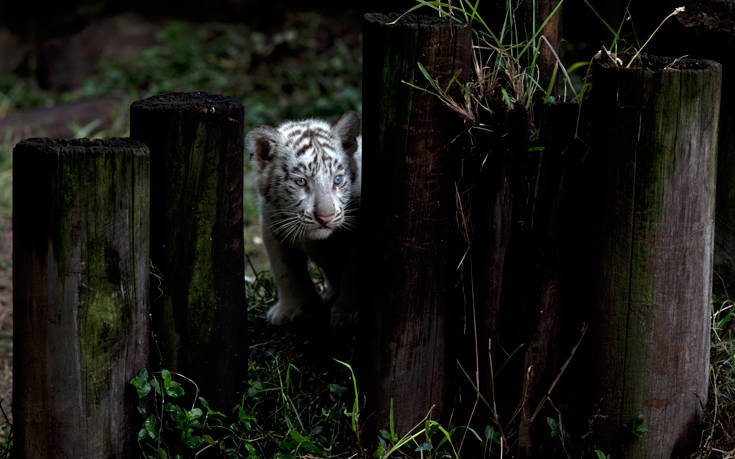 Στη Νικαράγουα βρήκαν «σπίτι» δύο λευκά τιγράκια από το Μεξικό