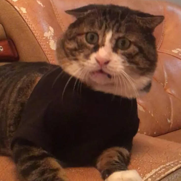 Ίσως ο πιο εκφραστικός γάτος που έχετε δει – Newsbeast