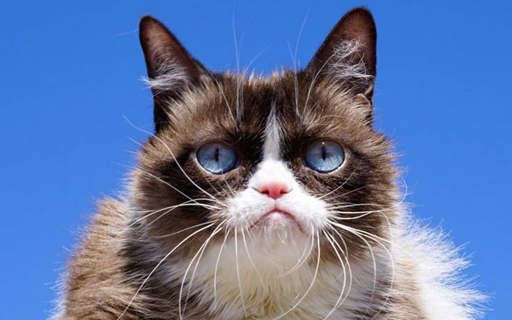 Grumpy Cat: Πέθανε η διασημότερη γάτα του κόσμου