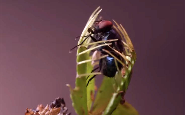 Δείτε ένα σαρκοφάγο φυτό να κατασπαράζει έντομα και αράχνες