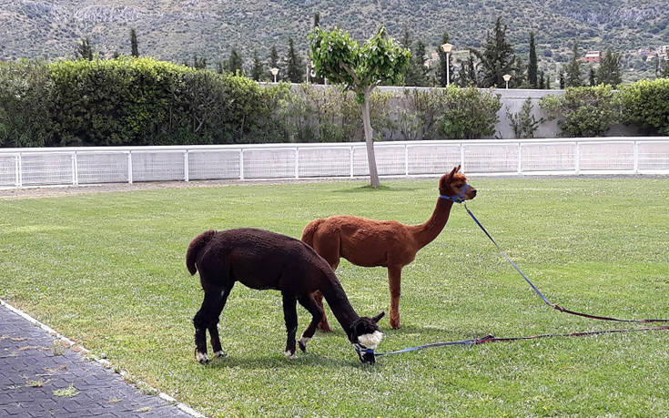 Markopoulo Park: Οκτώ συναρπαστικές ιπποδρομίες, ενισχυμένο Γκανιάν και δύο Σκορ 4 Markopoulo Park: Οκτώ συναρπαστικές ιπποδρομίες, ενισχυμένο Γκανιάν και δύο Σκορ 4