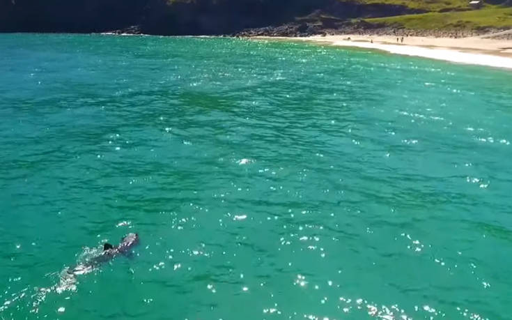 Ιρλανδοί είδαν καρχαρία επτά μέτρων στις ακτές της χώρας