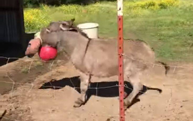 Γαϊδουράκι τρελαίνεται με το καινούριο του παιχνίδι