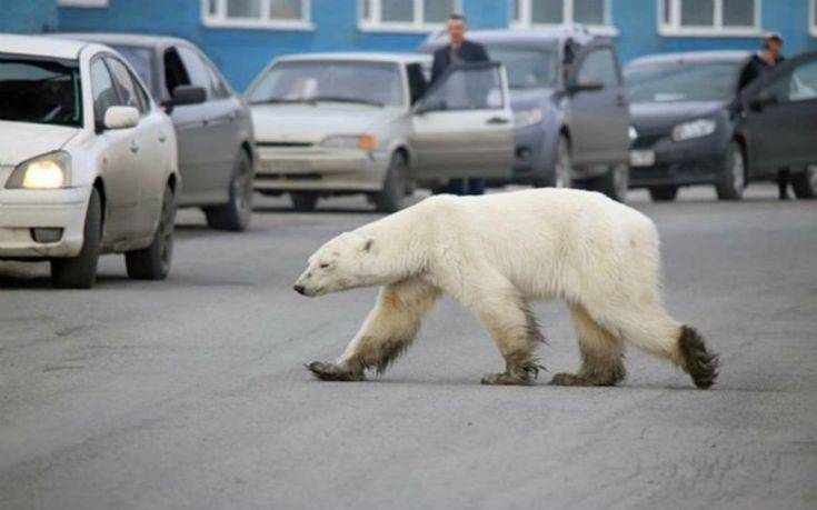 Βρέθηκε η πολική αρκούδα που περιπλανιόνταν πεινασμένη σε πόλη της Σιβηρίας