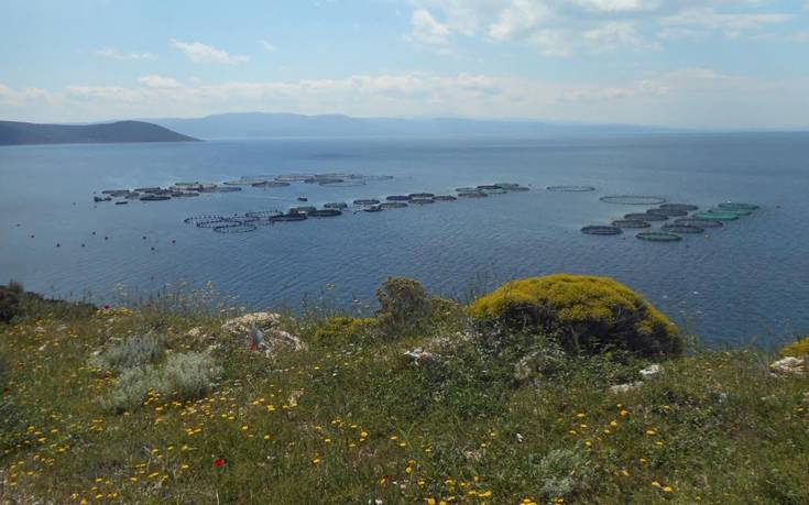 Οι πρώτες πιστοποιημένες φάρμες καλλιέργειας τσιπούρας και λαβρακίου στην Ευρώπη βρίσκονται στην Ελλάδα