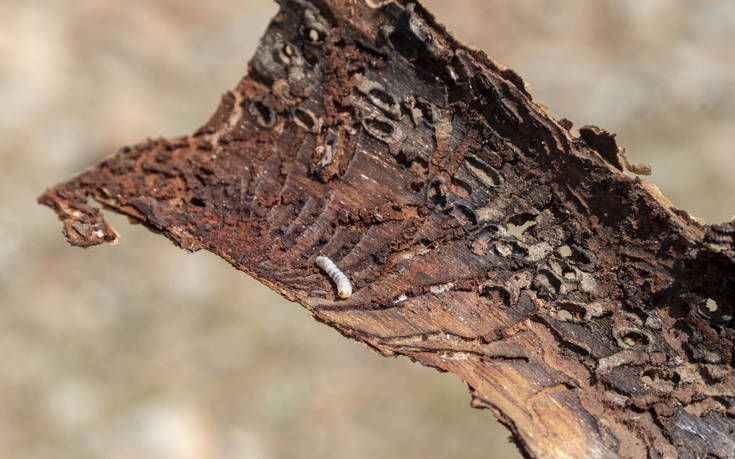Ο λόγος που το «έντομο-φονιάς» αναπτύχθηκε τόσο γρήγορα στα δέντρα της Θεσσαλονίκης