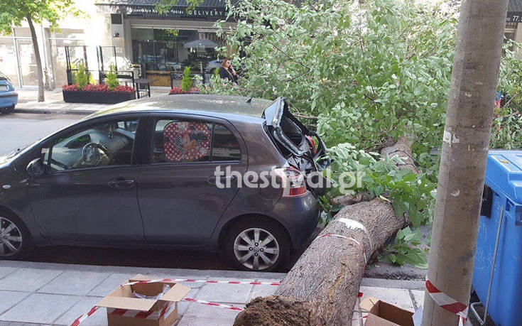 Έπεσε δέντρο στο Κορδελιό, κόπηκε ο δρόμος στα δύο