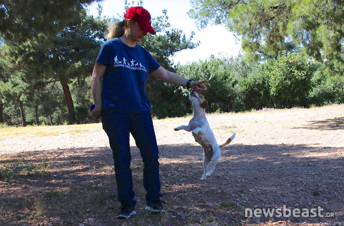 Ζερόμ, ο σκύλος – ηθοποιός με δική του καριέρα στην μεγάλη οθόνη – Newsbeast