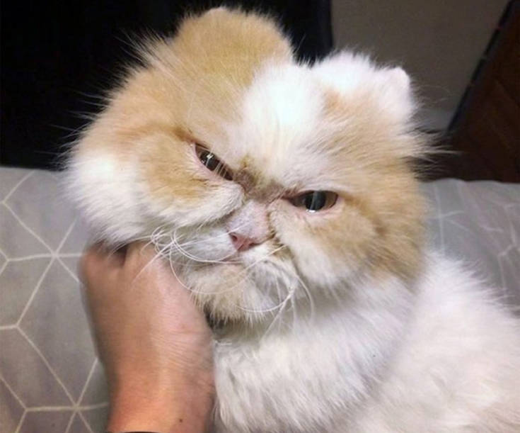 Η γάτα που μοιάζει πάντα θυμωμένη